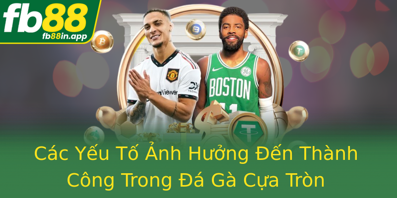 Các Yếu Tố Ảnh Hưởng Đến Thành Công Trong Đá Gà Cựa Tròn