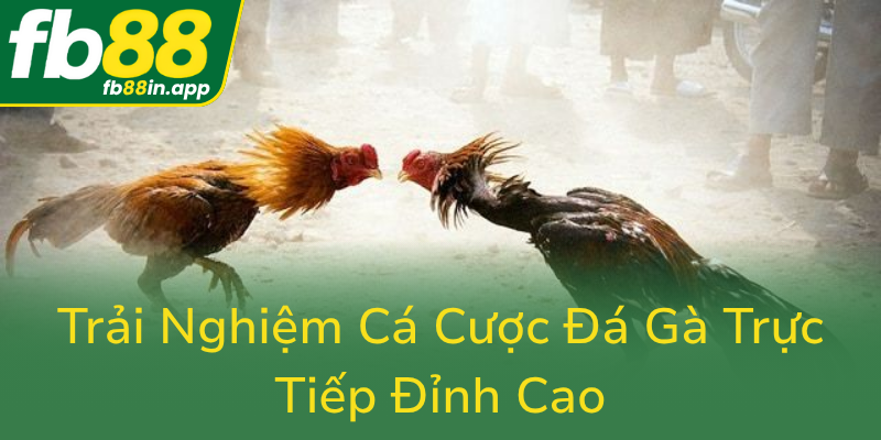Trai Nghiem Ca Cuoc Da Ga Truc Tiep Dinh Cao0